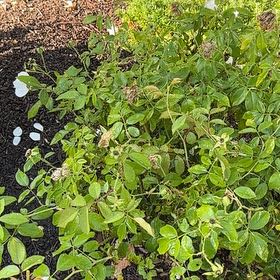 Photo of the plant species Iceberg Rose by @CenteredFanmoss named Denali on Greg, the plant care app