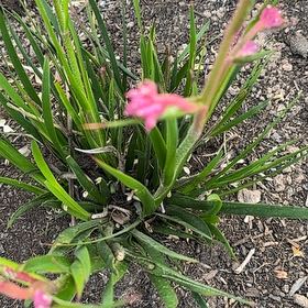 Photo of the plant species Texas Paintbrush by @TopMiniturealoe named Gaga on Greg, the plant care app