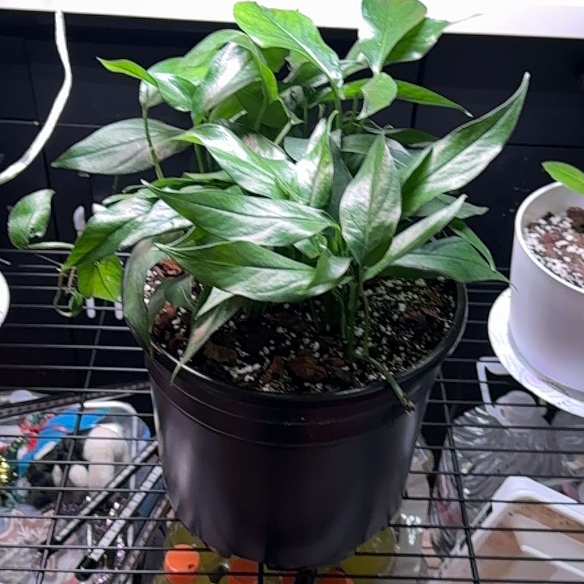 Photo of the plant species Baltic Blue Pothos by @Starbaby86 named Willow on Greg, the plant care app