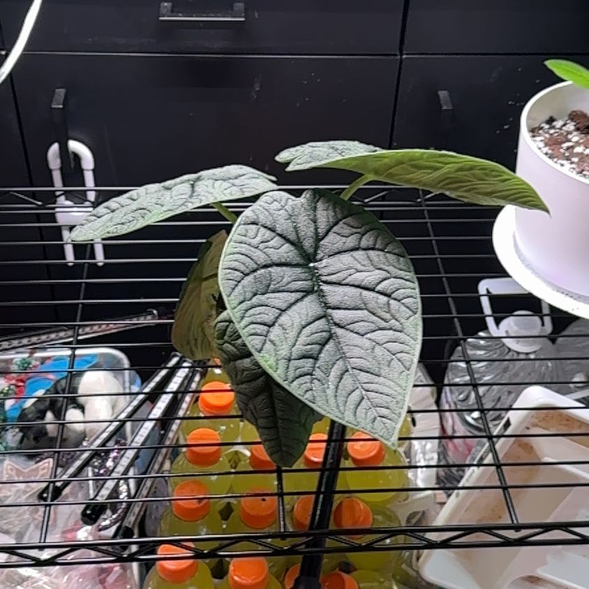Photo of the plant species Alocasia 'Rugosa' by @Starbaby86 named Forrest on Greg, the plant care app