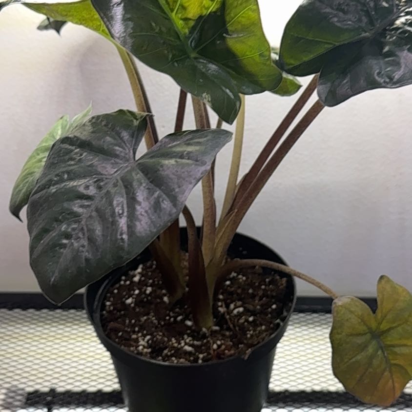 Photo of the plant species Metalhead by @Starbaby86 named Mando on Greg, the plant care app