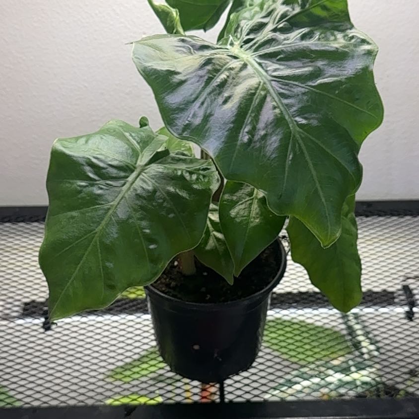 Photo of the plant species Alocasia 'Low Rider' by @Starbaby86 named Daphne on Greg, the plant care app
