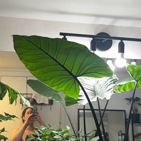 Photo of the plant species Alocasia Macrorrhiza 'Black Stem' Variegated by @Starbaby86 named Gaga on Greg, the plant care app