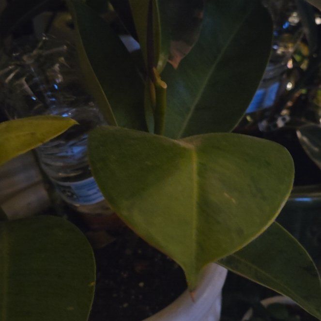 Photo of the plant species shivereana moonshine by @PrimoJackfruit named Lola on Greg, the plant care app