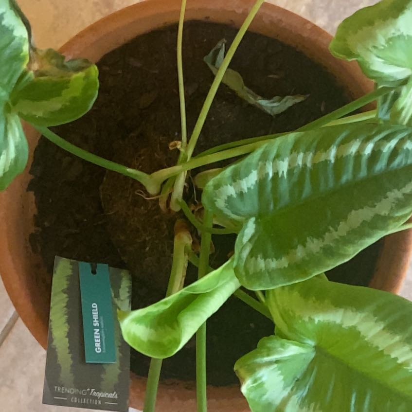 Photo of the plant species Green Shield Alocasia by @ClassyCentella named Bruce Lee on Greg, the plant care app