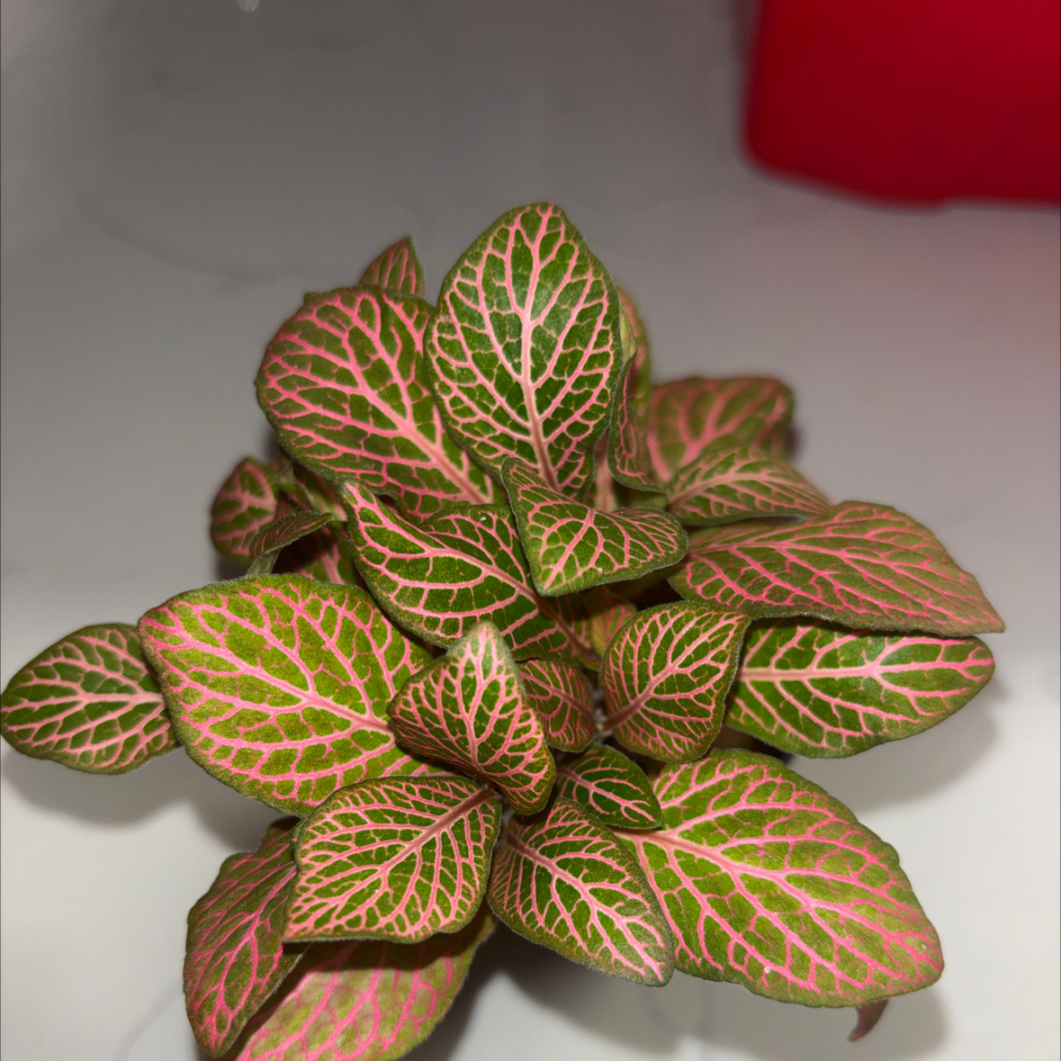 Photo of the plant species Pink Angel by Hannah named Gobi on Greg, the plant care app