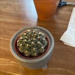 Mexican Pincushion plant