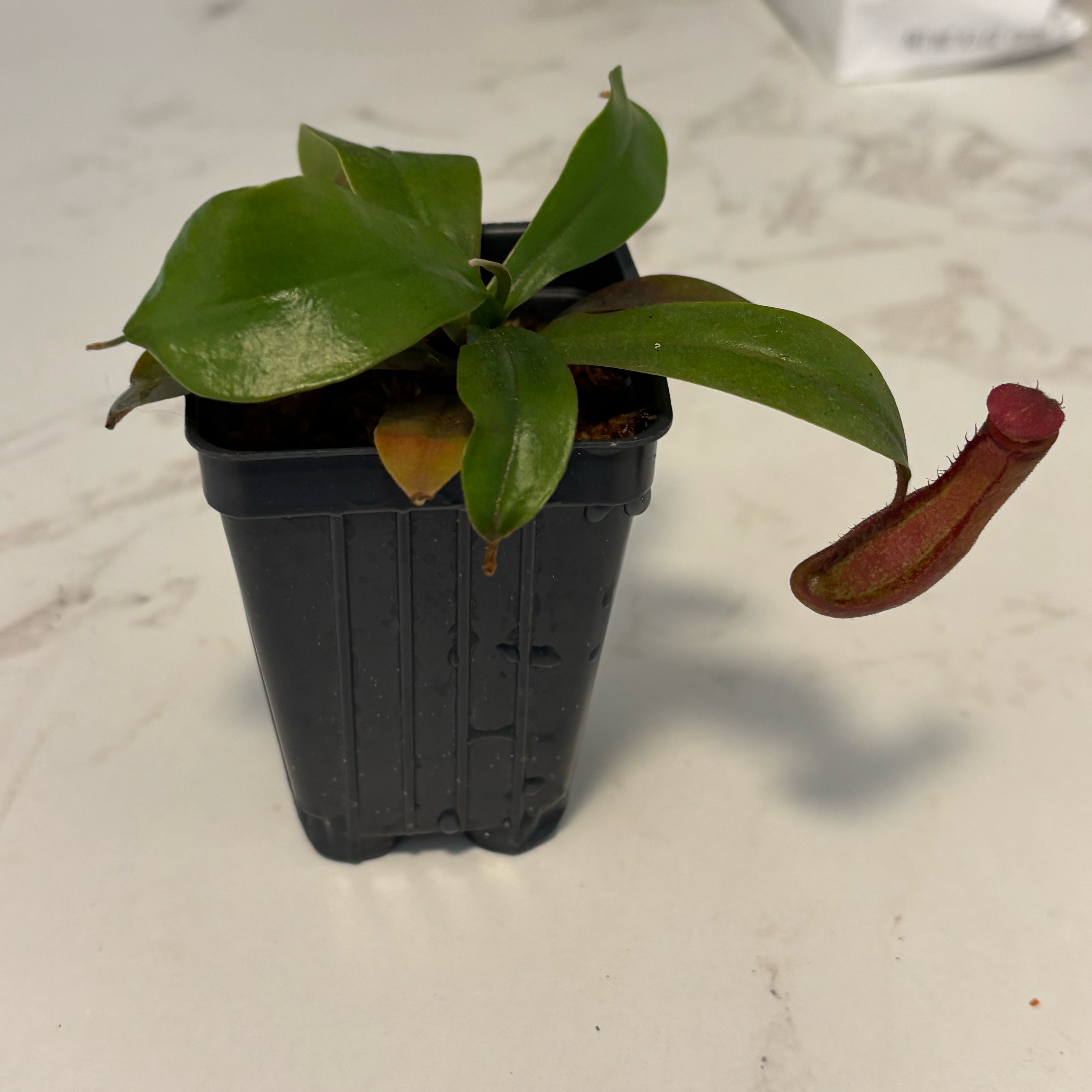 Photo of the plant species Nepenthes Lady Luck by @MilkNewt named CONSUMER on Greg, the plant care app