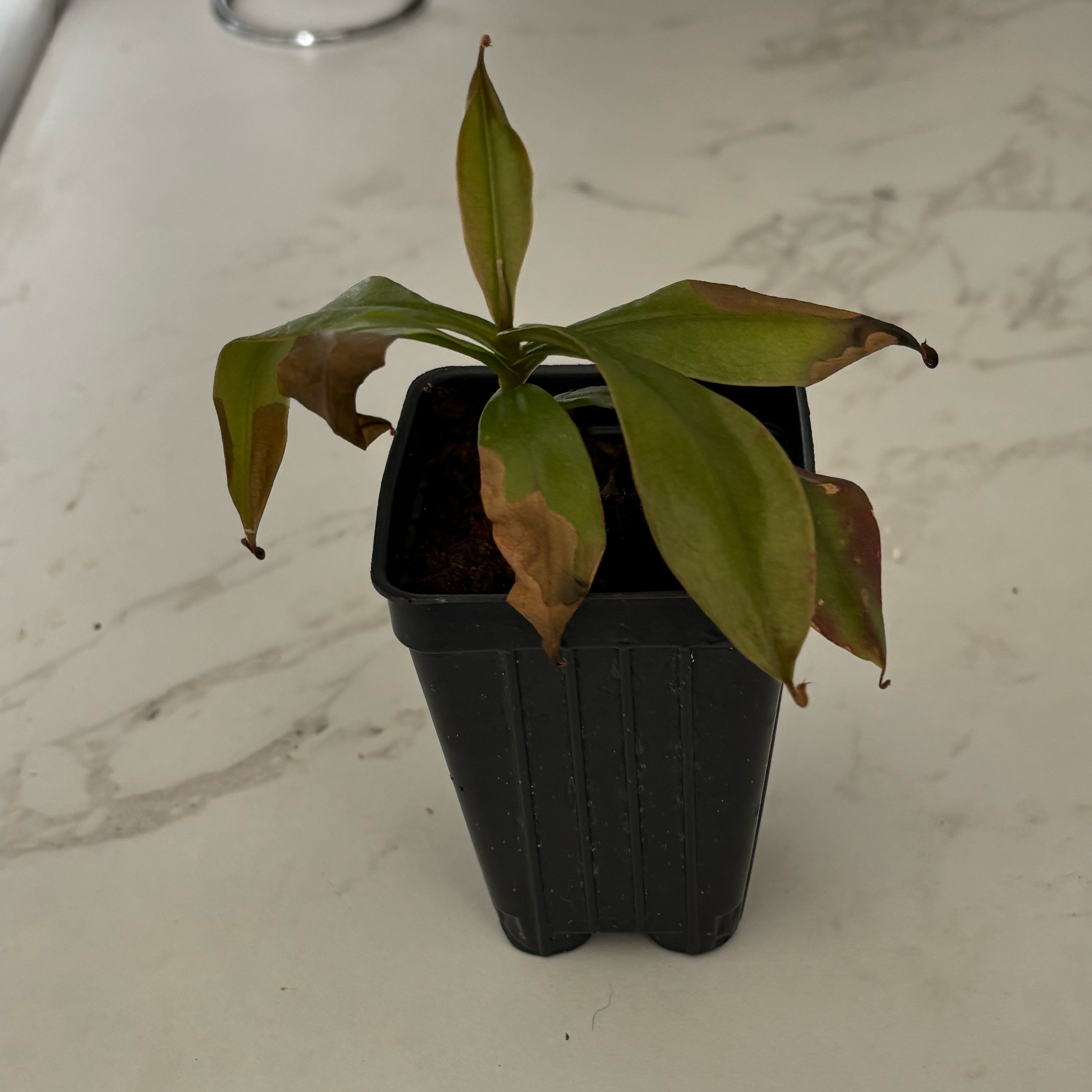 Photo of the plant species Nepenthes Lady Luck by @MilkNewt named CONSUMER ⛑️ on Greg, the plant care app