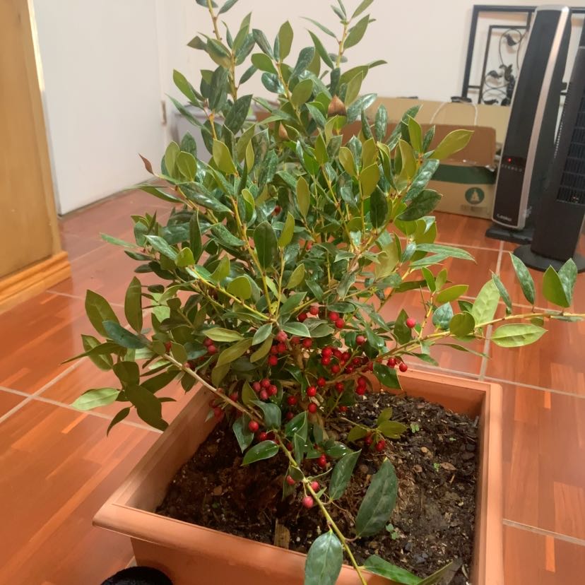Photo of the plant species Holly Needlepoint by @StandupCowpea named Sherlock on Greg, the plant care app
