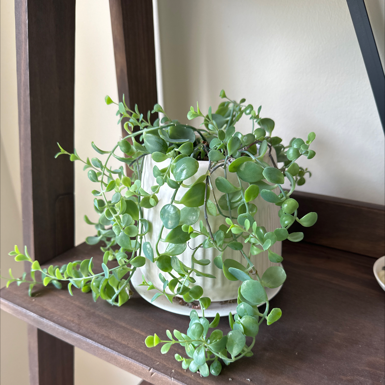 Photo of the plant species String of Nickels by @mizay22 named Nicki on Greg, the plant care app