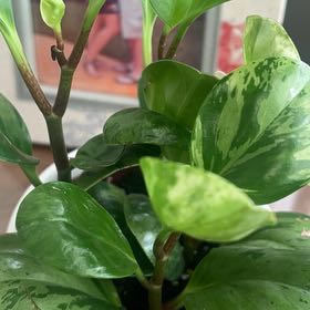 Photo of the plant species Peperomia sprucei by @HandyDyebush named Bigleef Smalls on Greg, the plant care app