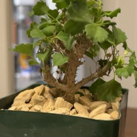 Photo of the plant species Desert Pelargonium by @RulerYellowpine named Cleopatra on Greg, the plant care app