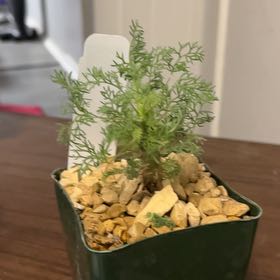 Photo of the plant species Sarcocaulon monsonia herrei by @RulerYellowpine named Dax on Greg, the plant care app