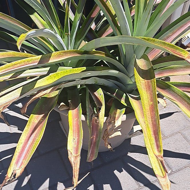 Photo of the plant species Pineapple Plant by @PeppyBaywillow named Twins on Greg, the plant care app