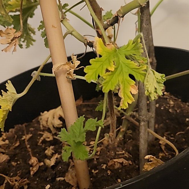 Photo of the plant species Citronella Geranium by @BlessedIvygourd named Orwell on Greg, the plant care app