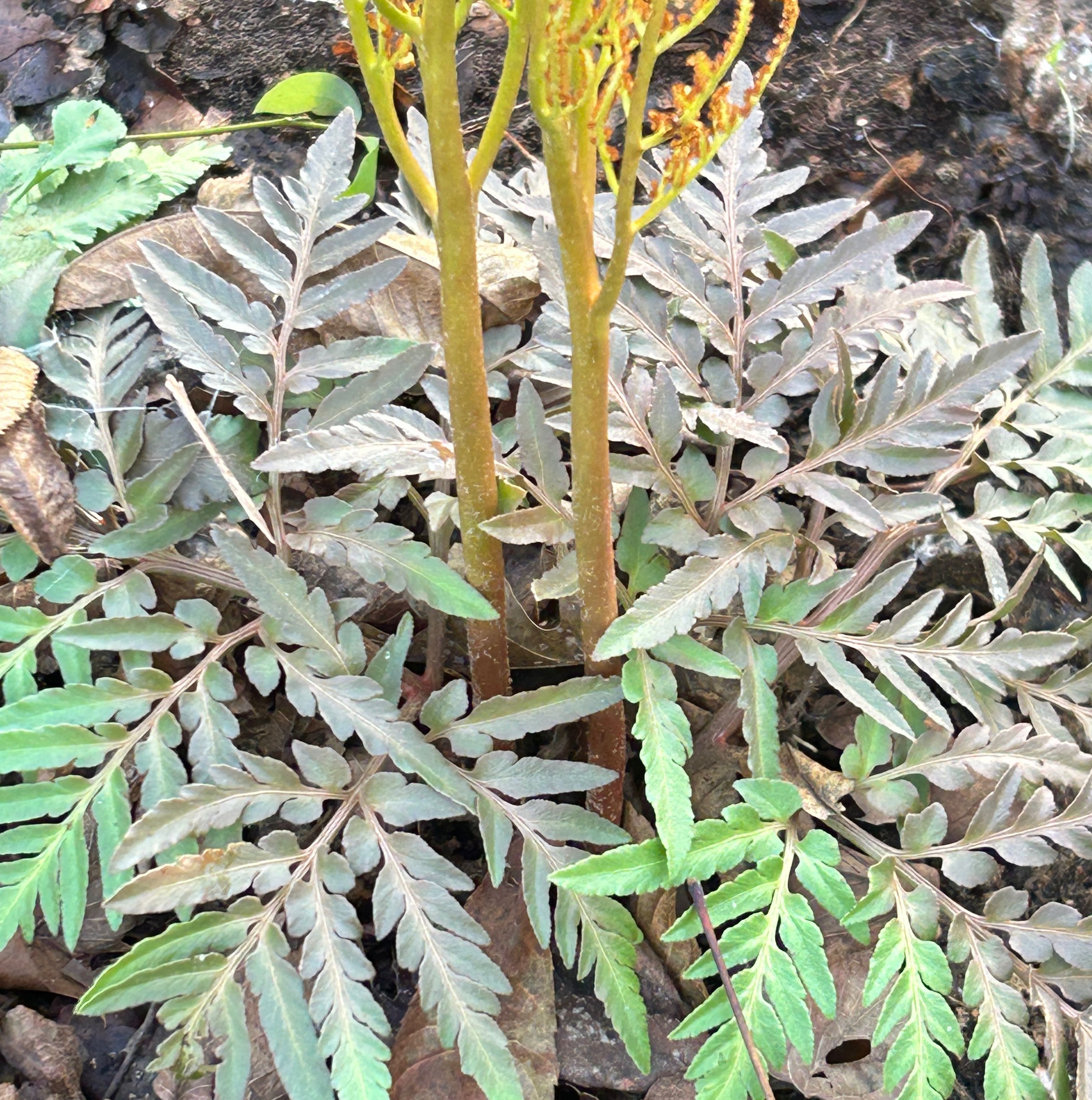 Photo of the plant species Sceptridium dissectum by @HardyPeppermint named Curie on Greg, the plant care app