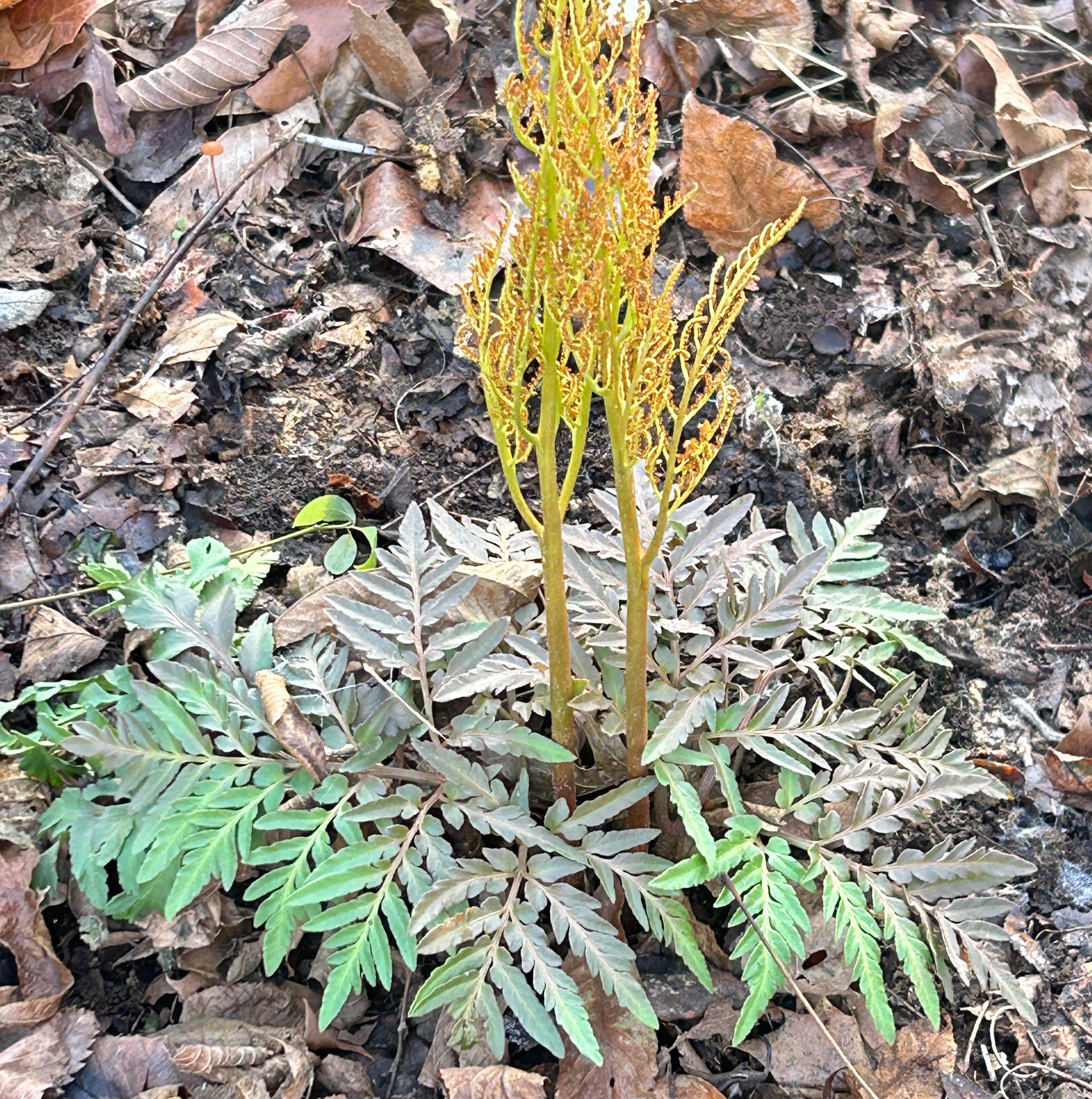 Photo of the plant species Sceptridium dissectum by @HardyPeppermint named Messi on Greg, the plant care app