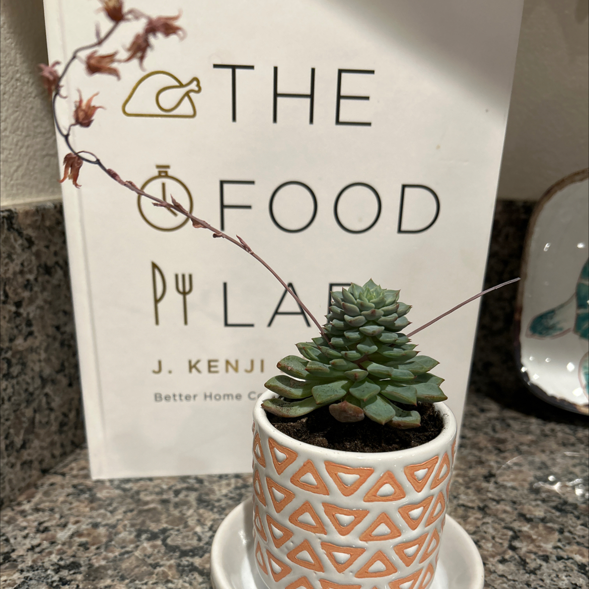 Photo of the plant species Echeveria 'Ruby Kissed' by @CasualOnionweed named Lola on Greg, the plant care app