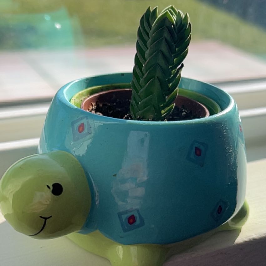 Photo of the plant species Crasusula buddha's temple by @CasualOnionweed named Bodhi on Greg, the plant care app