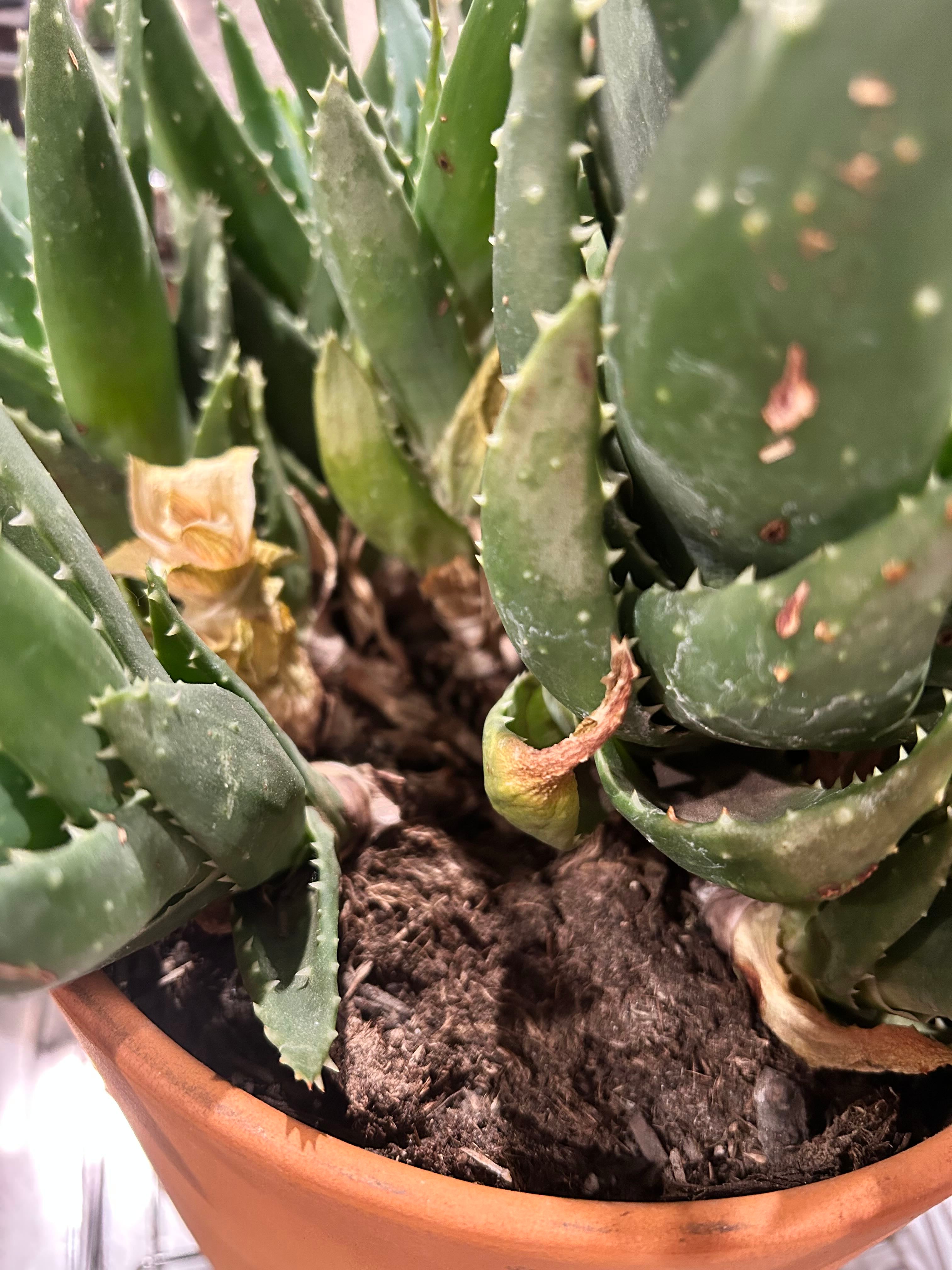 Blocchi Amari Di Resina Di Aloe Del Capo 40 G (1,4 Once) - 1,95 - Foto 6