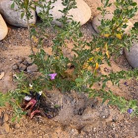 Photo of the plant species Texas Sage by @HipBaldcypress named Nemo on Greg, the plant care app