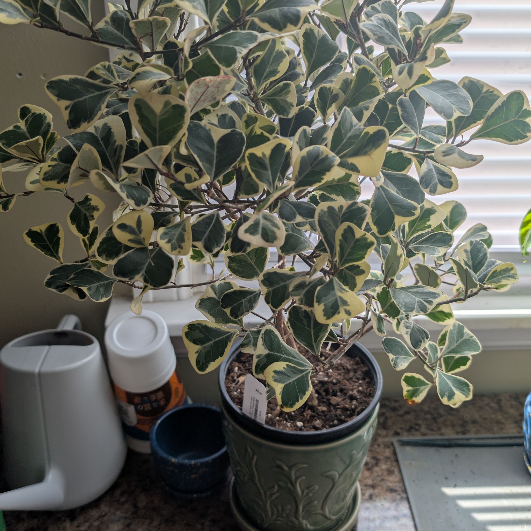 Photo of the plant species Triangle Ficus by @WiskiTF named Emerson on Greg, the plant care app