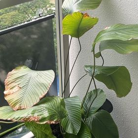 Photo of the plant species Sweet Prayer Plant by @LordlyPhysicnut named Kesha on Greg, the plant care app