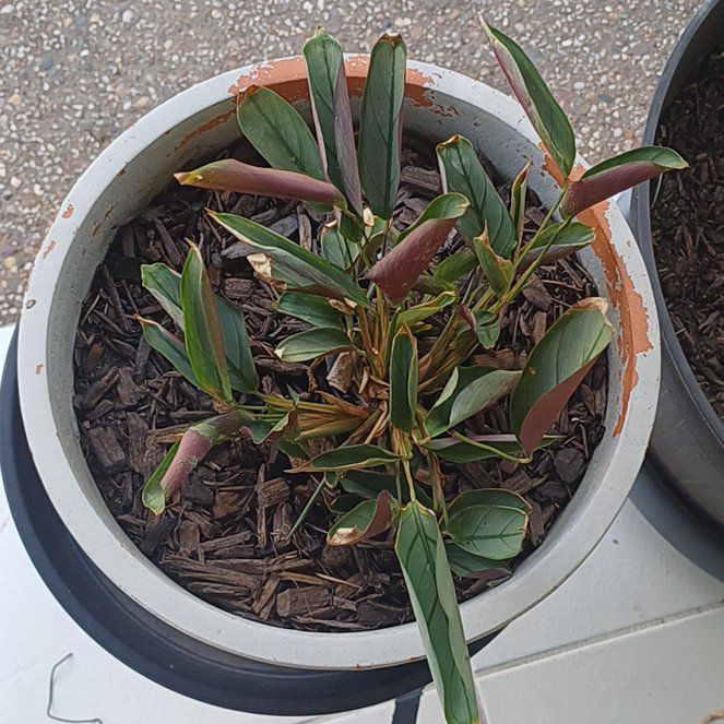 Photo of the plant species Ctenanthe 'Silver Star' by @PrimeFigopuntia named Xena on Greg, the plant care app