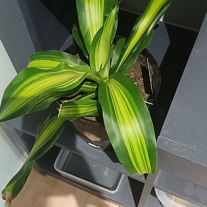 Photo of the plant species Happy Plant by @PrimeFigopuntia named Rainier on Greg, the plant care app
