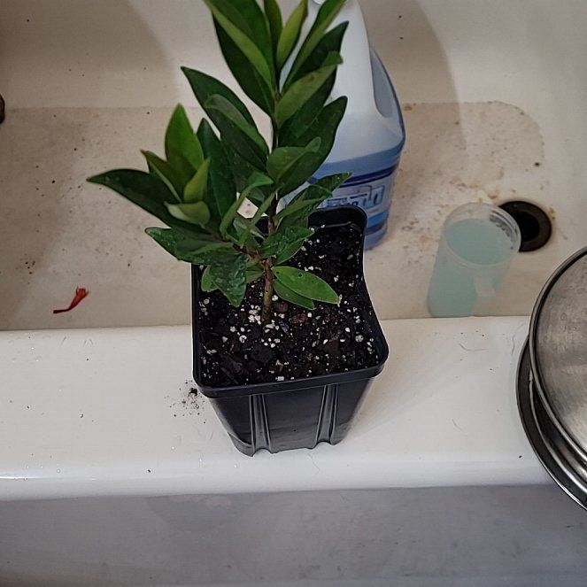 Photo of the plant species Rio Grande Cherry by @SnappyCacaotree named Miley on Greg, the plant care app