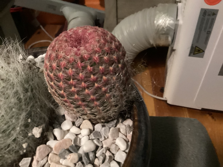 Photo of the plant species Rainbow Hedgehog Cactus 'Album' by @FabVinelikefern named Scarlett on Greg, the plant care app