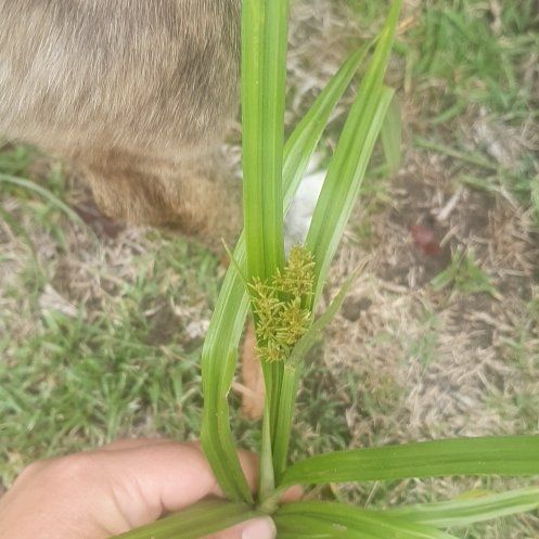 Photo of the plant species Earth Almond by @BestBaybean18 named Sage on Greg, the plant care app