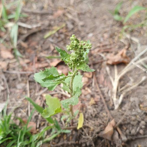 Photo of the plant species Australian-Spinach by @BestBaybean18 named Demi on Greg, the plant care app
