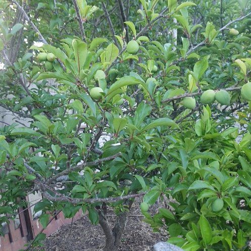 Photo of the plant species Common Plum by @BestBaybean18 named Navajo on Greg, the plant care app