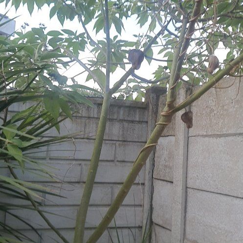 Photo of the plant species Earleaf Nightshade by @BestBaybean18 named Peter Parker on Greg, the plant care app