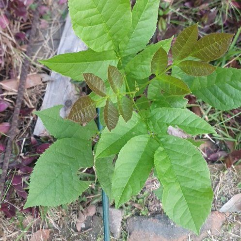 Photo of the plant species Green Ash by @BestBaybean18 named Marilyn on Greg, the plant care app
