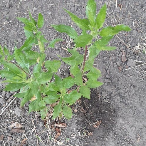 Photo of the plant species Lateflowering Goosefoot by @BestBaybean18 named Darwin on Greg, the plant care app