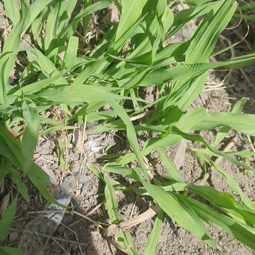Photo of the plant species Hairy Crabgrass by @BestBaybean18 named Gregarious on Greg, the plant care app