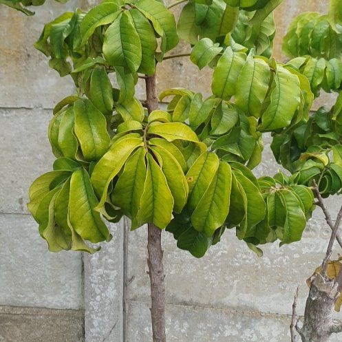Photo of the plant species Octopus Tree by @BestBaybean18 named Austen on Greg, the plant care app