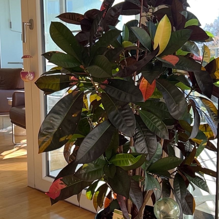 Photo of the plant species Iceton Croton by @FineCassava named Ronaldo on Greg, the plant care app