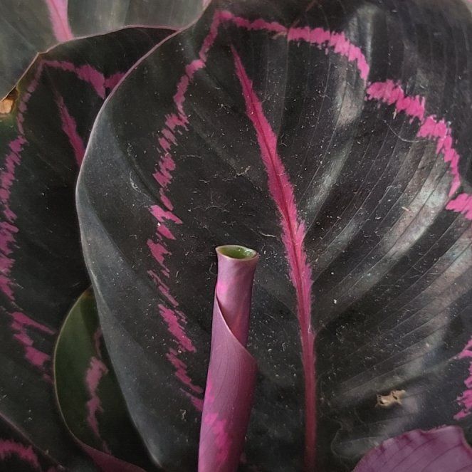 Photo of the plant species Prayer Plant Dottie by @MiracleChia23 named Messi on Greg, the plant care app