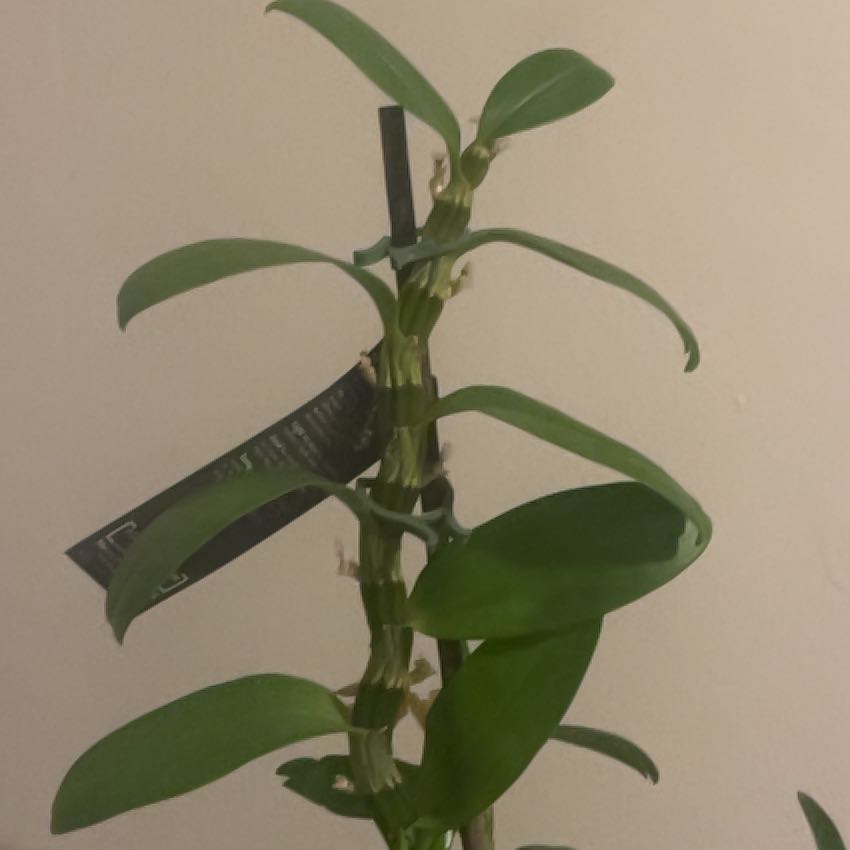 Photo of the plant species Orchid by @AmusingPhlox named Aristotle on Greg, the plant care app