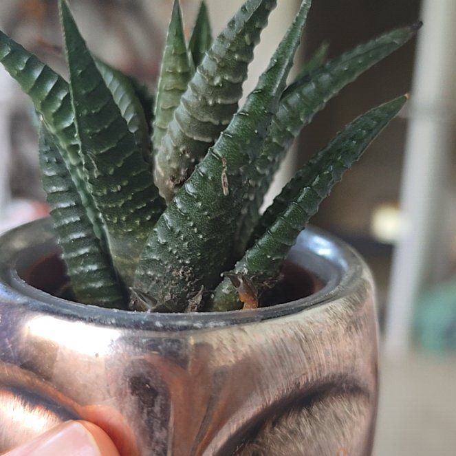 Photo of the plant species Variegated Zebra Haworthia by @AceBeans1 named Apollo on Greg, the plant care app