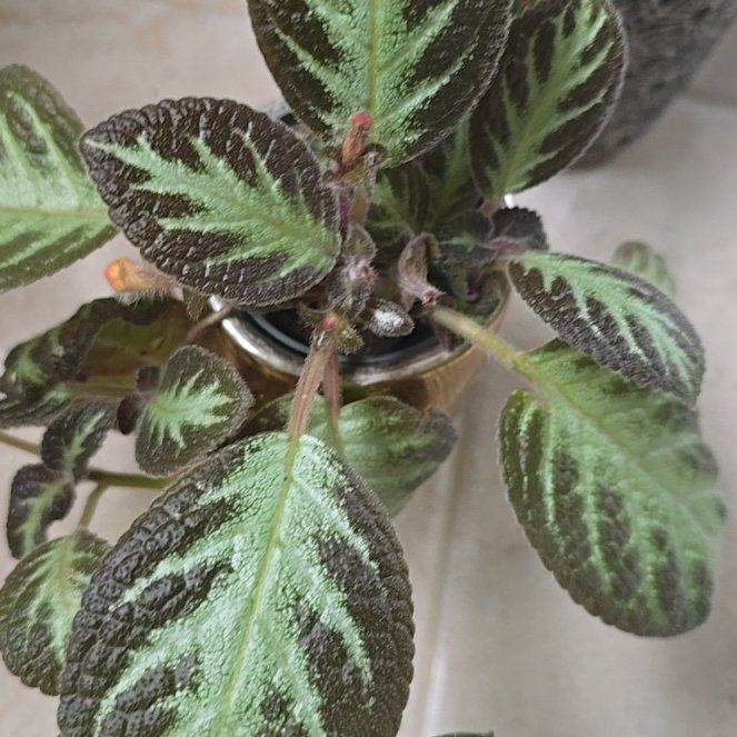 Photo of the plant species Episcia 'Chocolate Soldier' by @AceBeans1 named LiloStitch on Greg, the plant care app