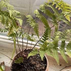 Photo of the plant species Marginal Woodfern by @CivilizedOmnom named Duke on Greg, the plant care app