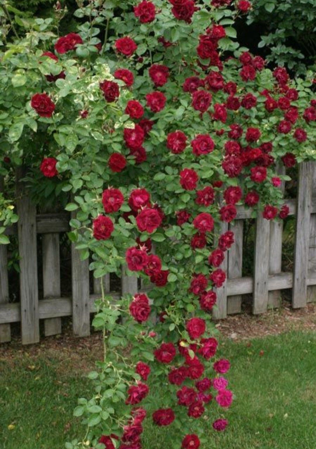 Photo of the plant species Don Juan Climbing Rose by @DotingBlackbent named Don Juan rose on Greg, the plant care app