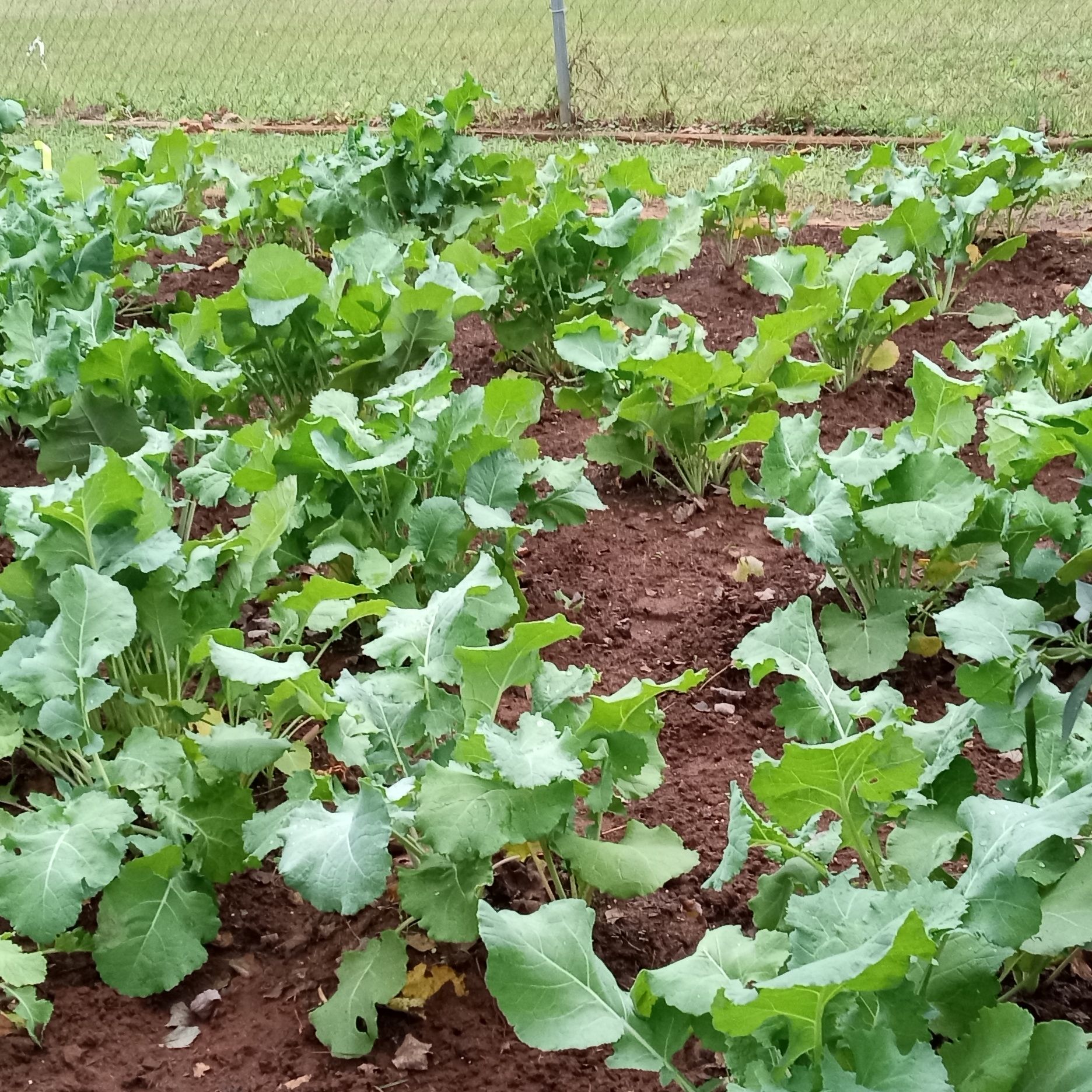 Photo of the plant species Georgia Southern Collard by @VocalAnchistea named Xena on Greg, the plant care app