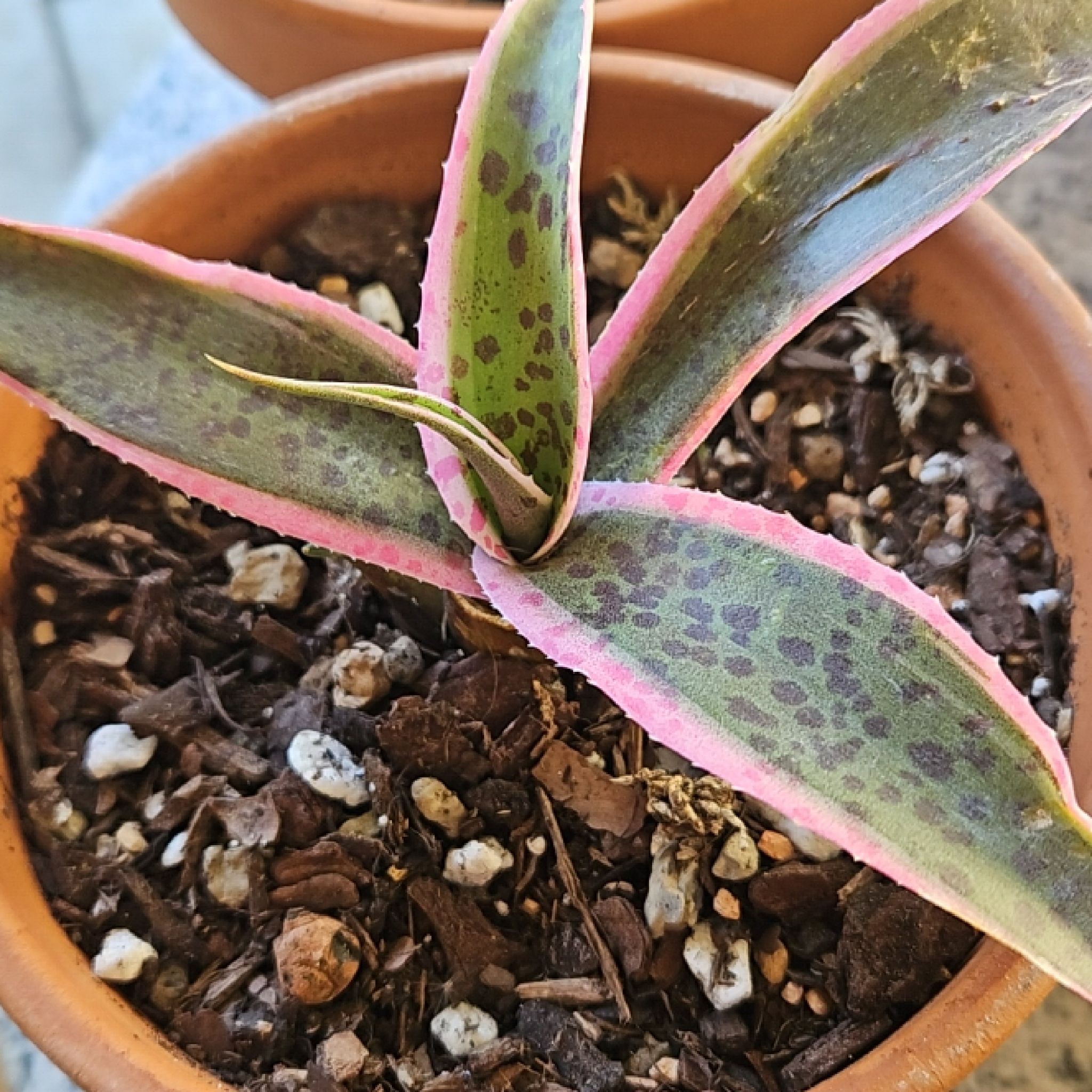 Photo of the plant species Mangave 'Snow Leopard' by @SecureRosegrape named Osmo on Greg, the plant care app