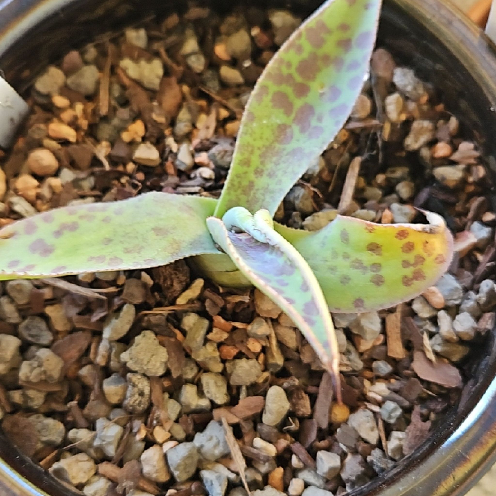 Photo of the plant species Mangave 'Mission to Mars' by @SecureRosegrape named Darwin on Greg, the plant care app